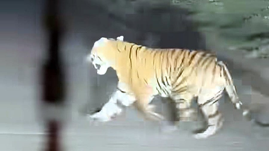 Tiger Spotted Near Bhopal, Search Operation Underway