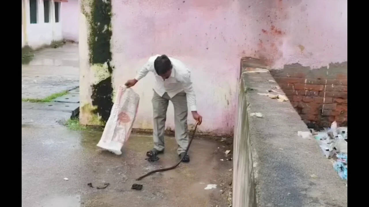 UP Man Kills 5-Ft Snake After Bite, Seeks Hospital Help