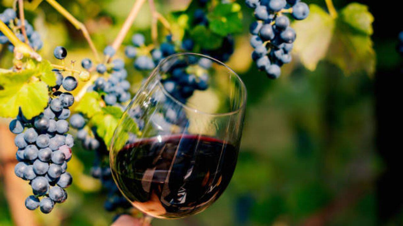 Ireland Now Has 42 Vineyards