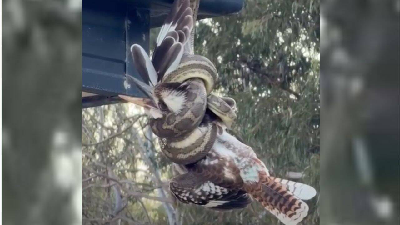 Carpet Python Drops Kookaburra in Queensland
