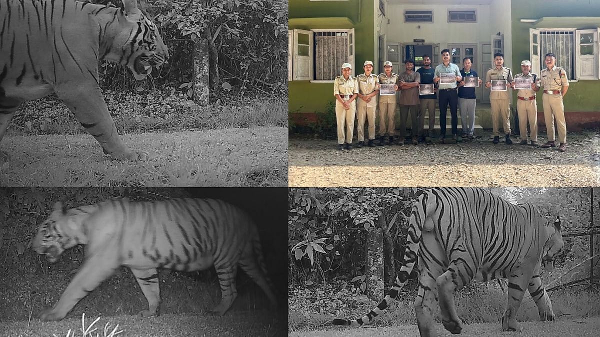 Male Tiger Spotted In Assam's Dihing Patkai National Park