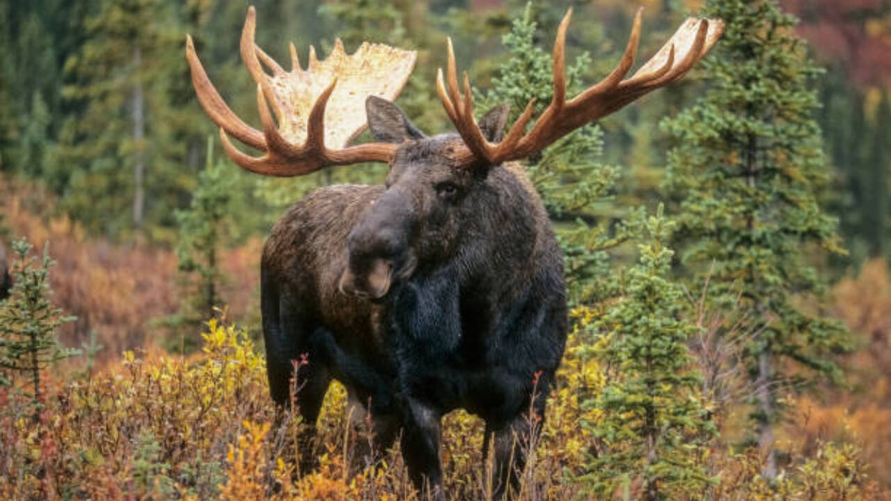 Moose Overpopulation Threatens Newfoundland Forests