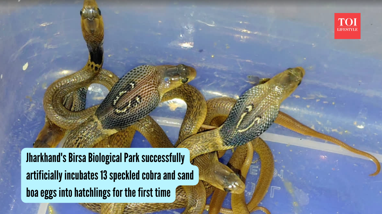 Jharkhand Zoo Hatches Cobra Eggs Artificially