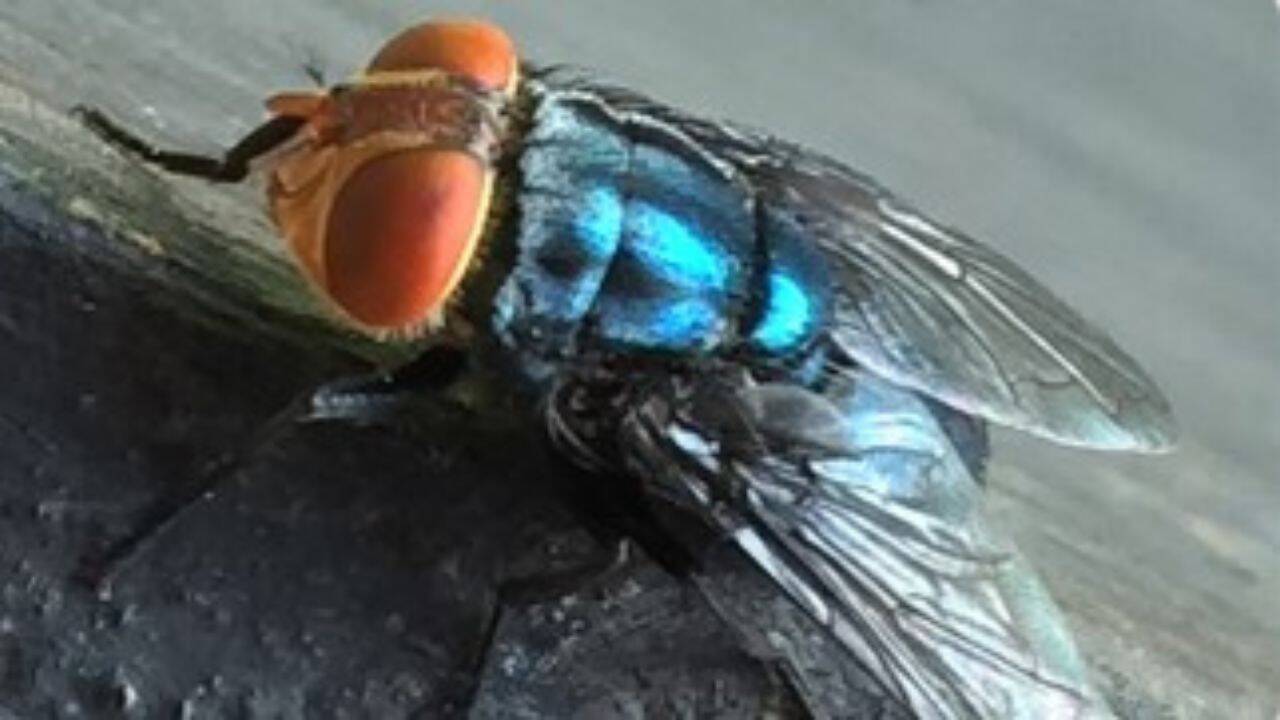 US Sees Spread of Flesh-Eating New World Screwworm Parasite