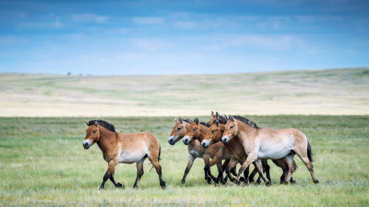 Przewalski's Horse Population Rebounds to 900