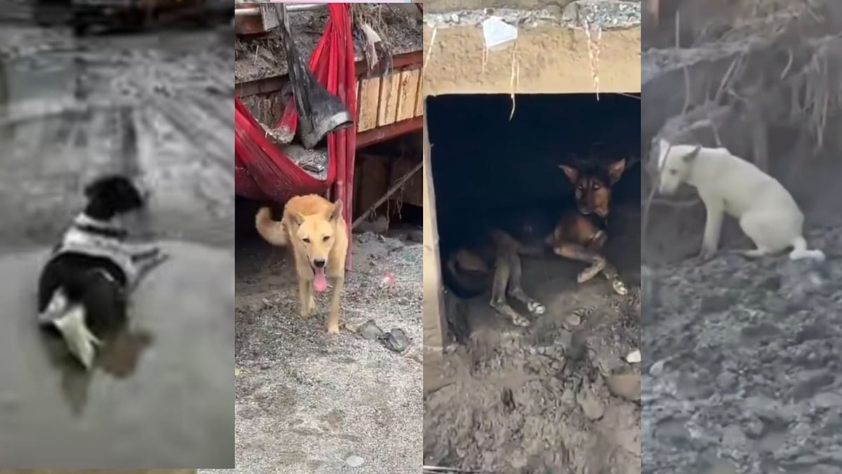 Nepal Floods: Loyal Dogs Wait For Missing Owners