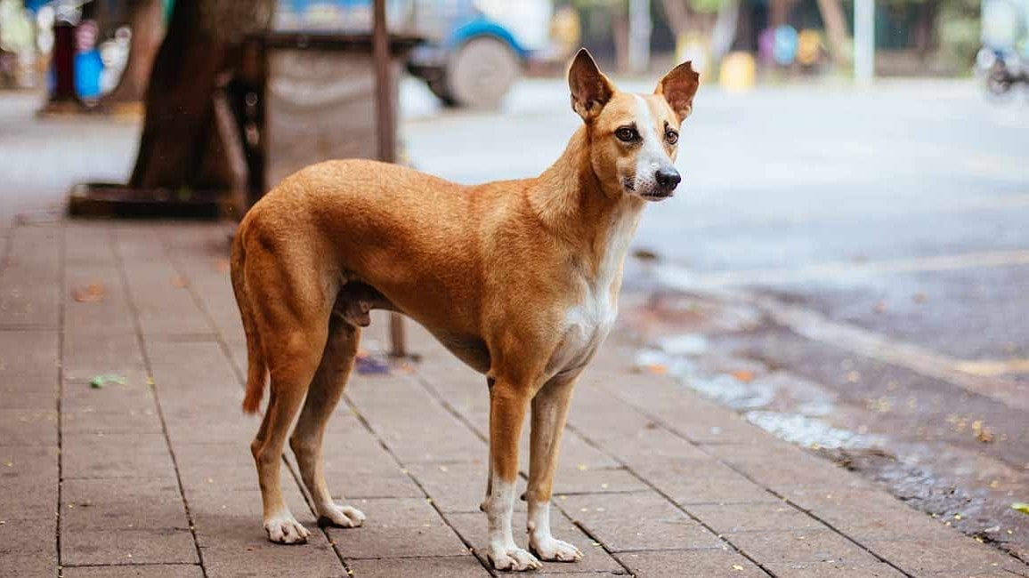 Panvel Stray Dog Crisis: 5,662 Bitten In 8 Months