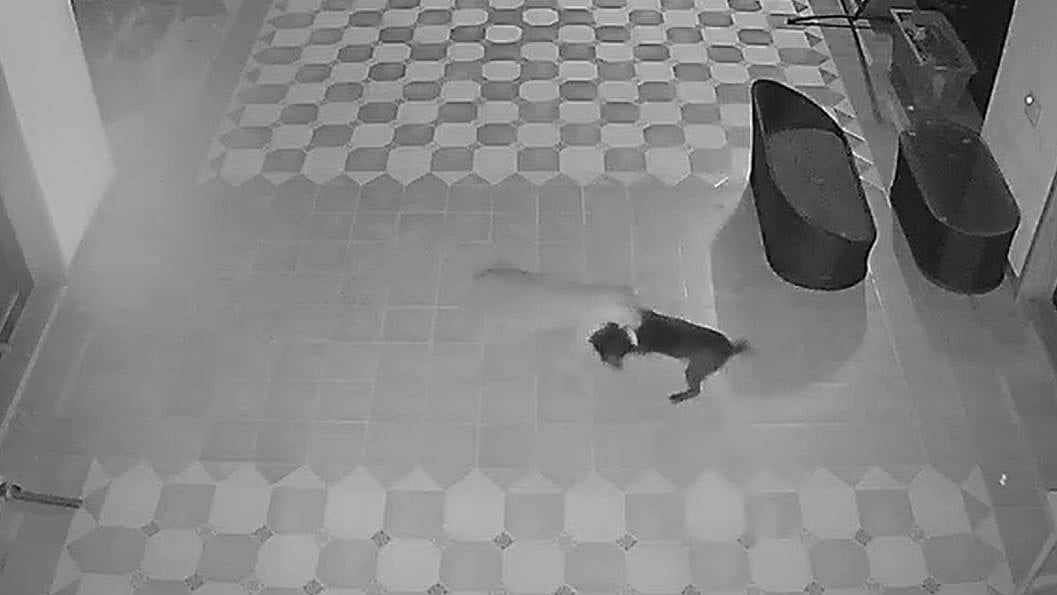 Leopard Attacks Pet Dog at Murbad Farmhouse