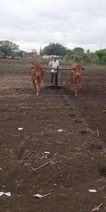 Maharashtra Disburses Loan Waiver to 6.2 Lakh Farmers