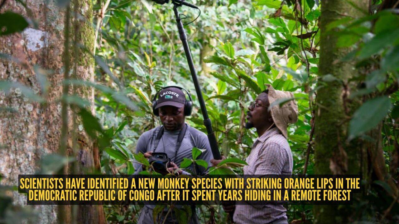 New Monkey Species Found in Congo