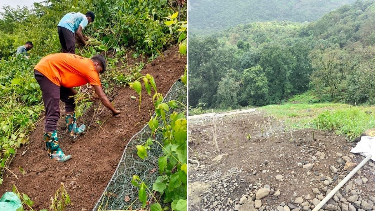 Central Railway Tests Vetiver Grass To Prevent Landslides