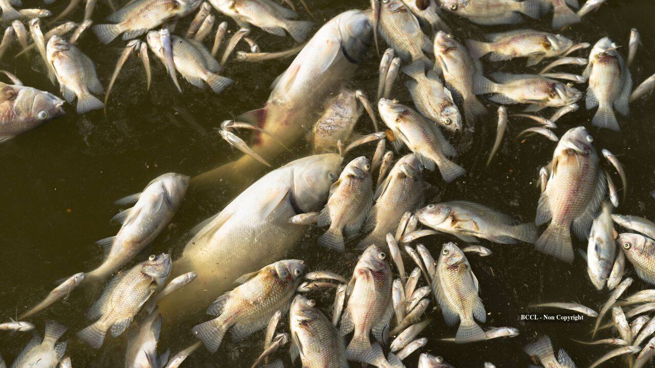 Seattle Light Rail Kills 2000 Fish
