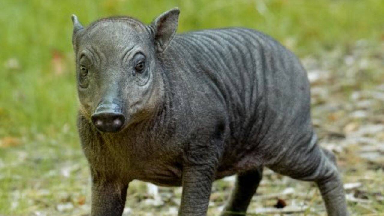 Chester Zoo Welcomes Rare Babirusa Piglet Rana
