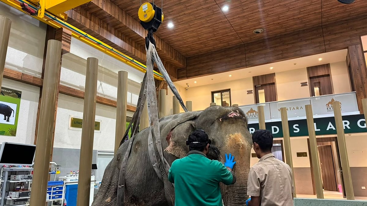 Flood-Rescued Elephant Joymoti Airlifted To Vantara Hospital