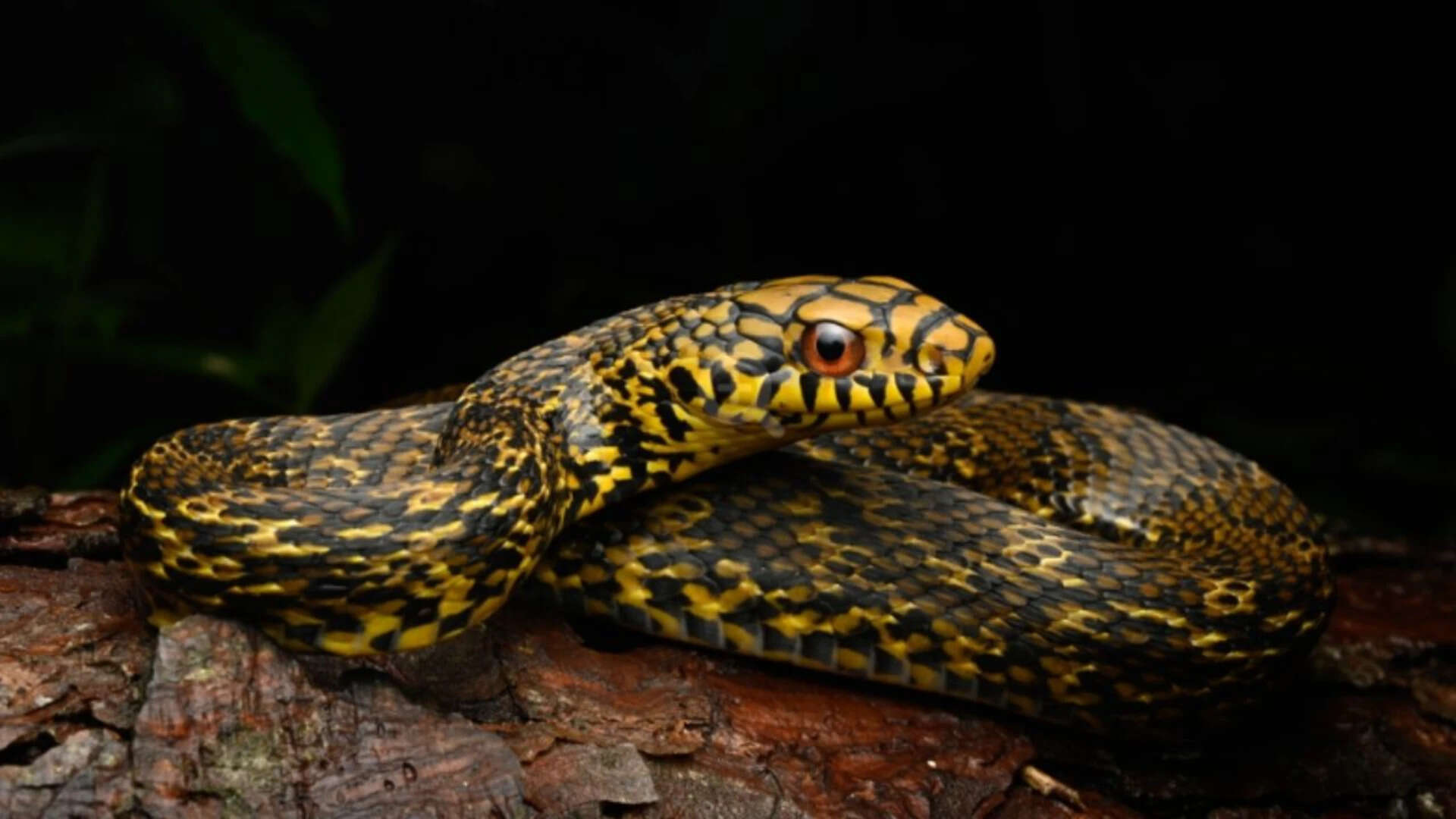 King Ratsnake Genome Mapped
