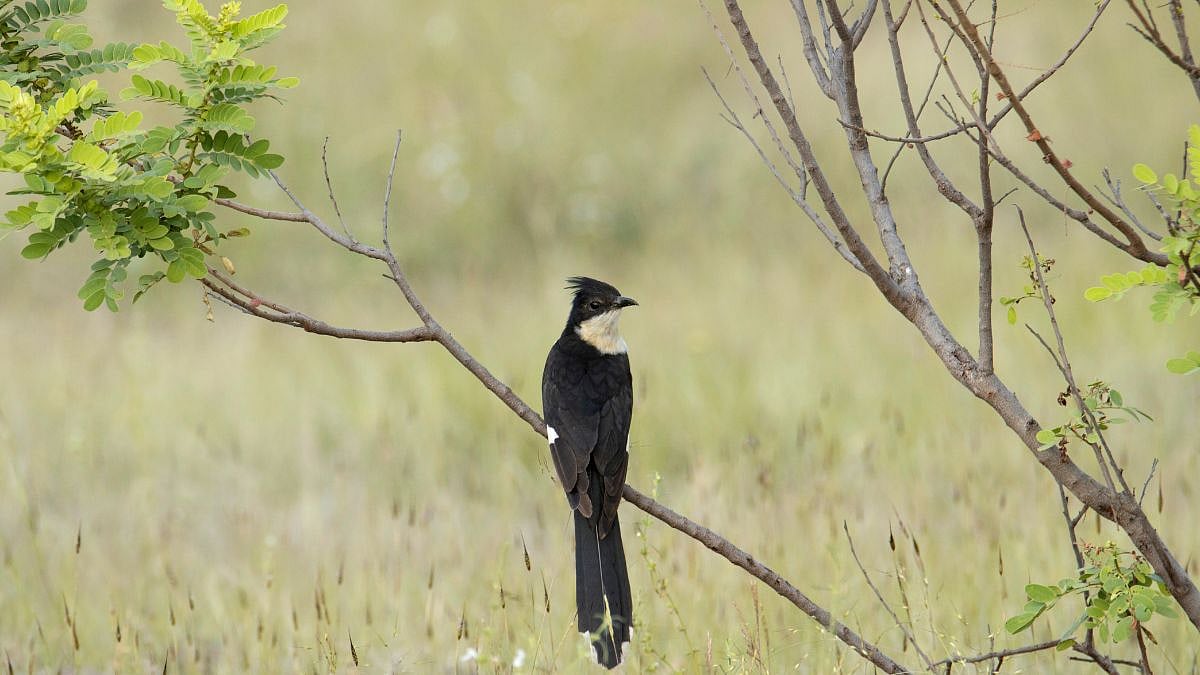 Jacobin Cuckoo: India's Monsoon Forecaster