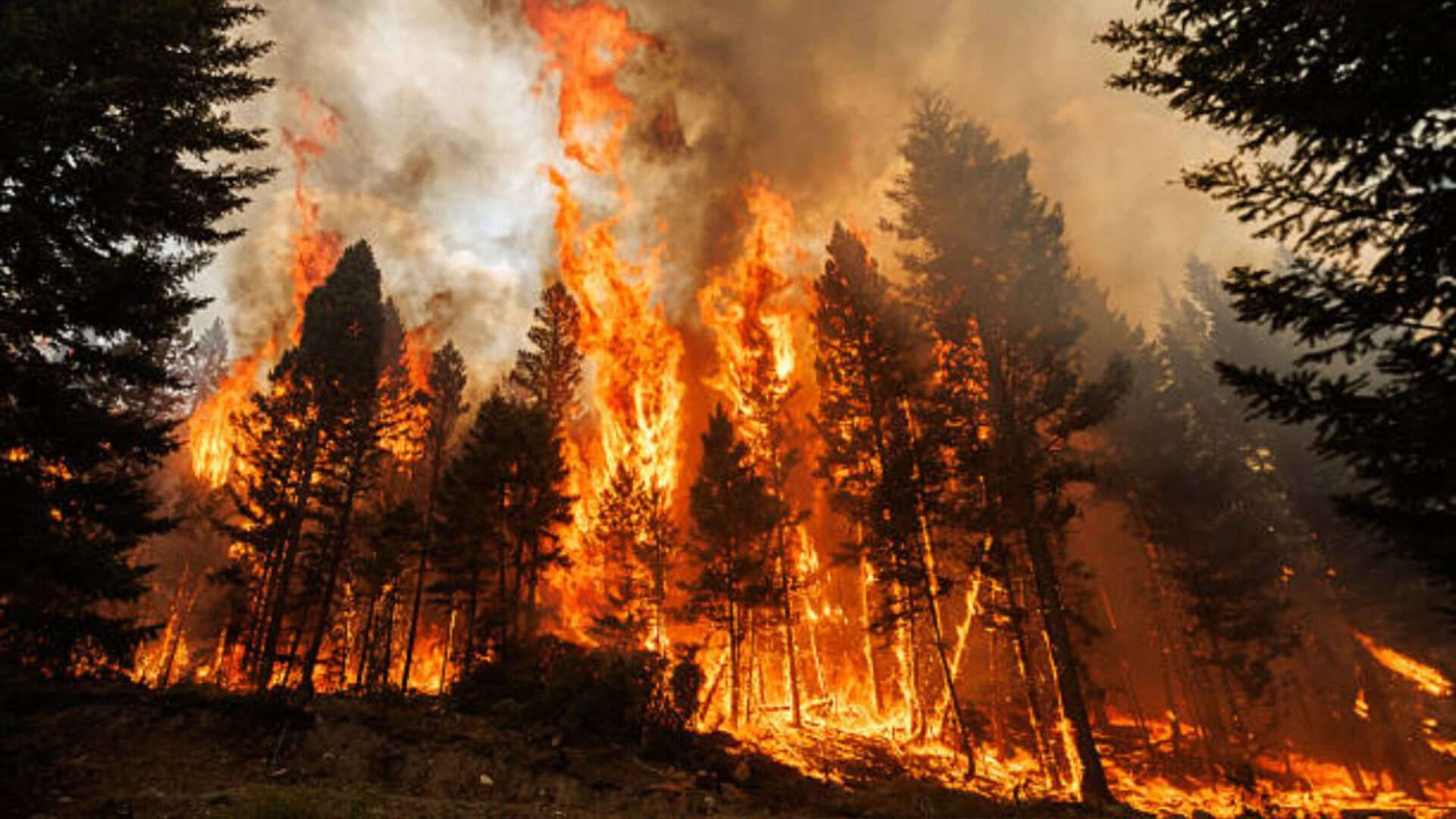 Wildfires Kill 17% of Giant Sequoias Since 2015