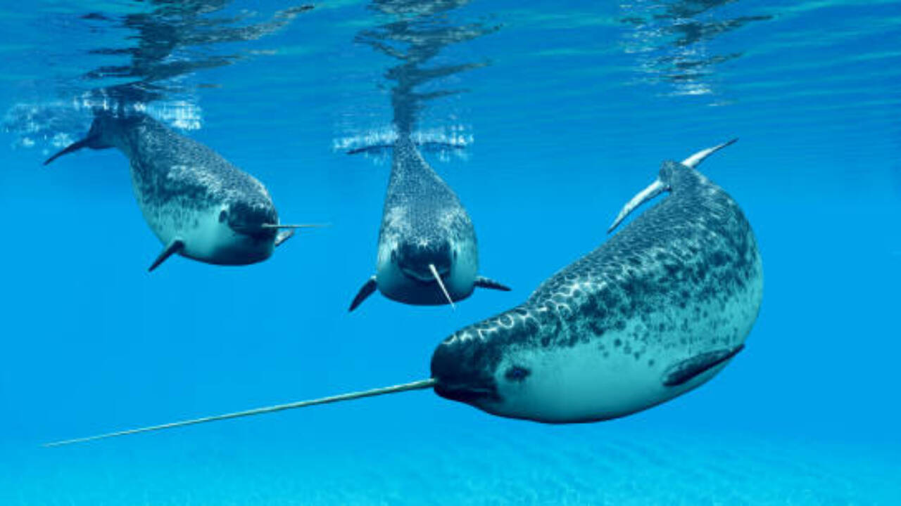 Narwhal's 10-Foot Tooth Stays Straight