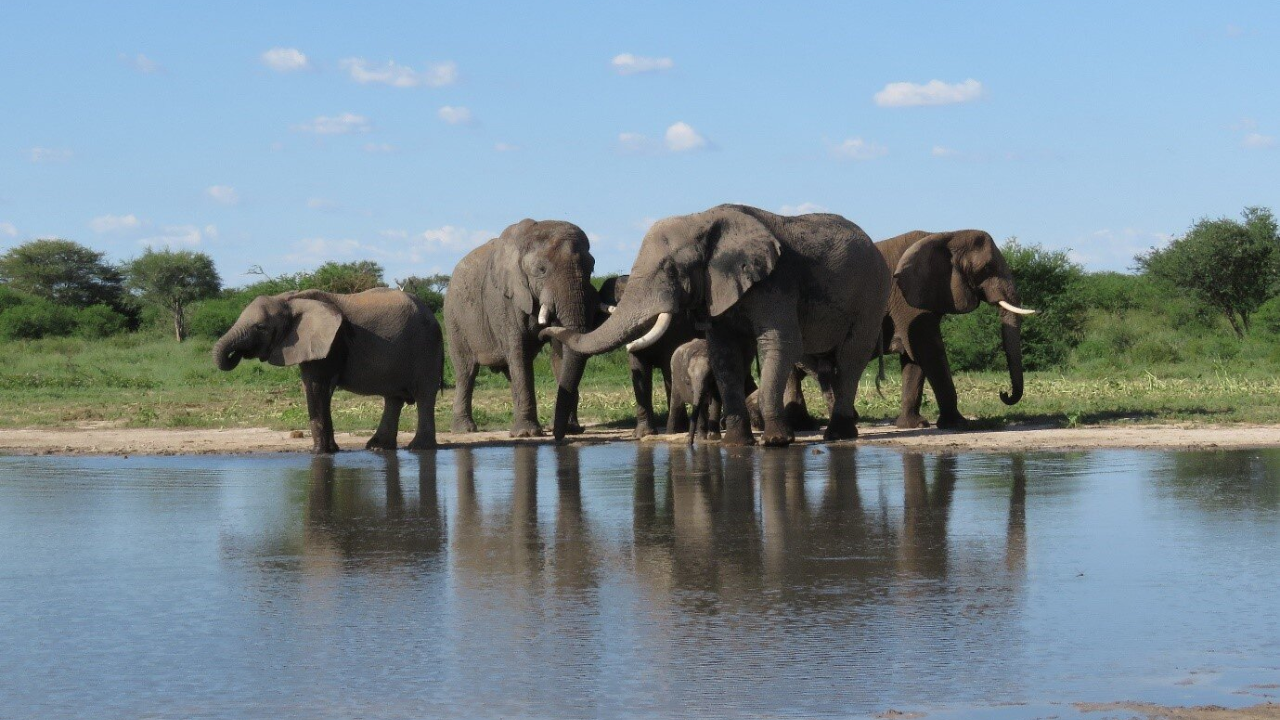 Elephants Thrive 5 Years After Release