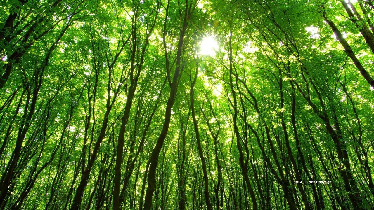 Species-rich Forests Regrow Faster
