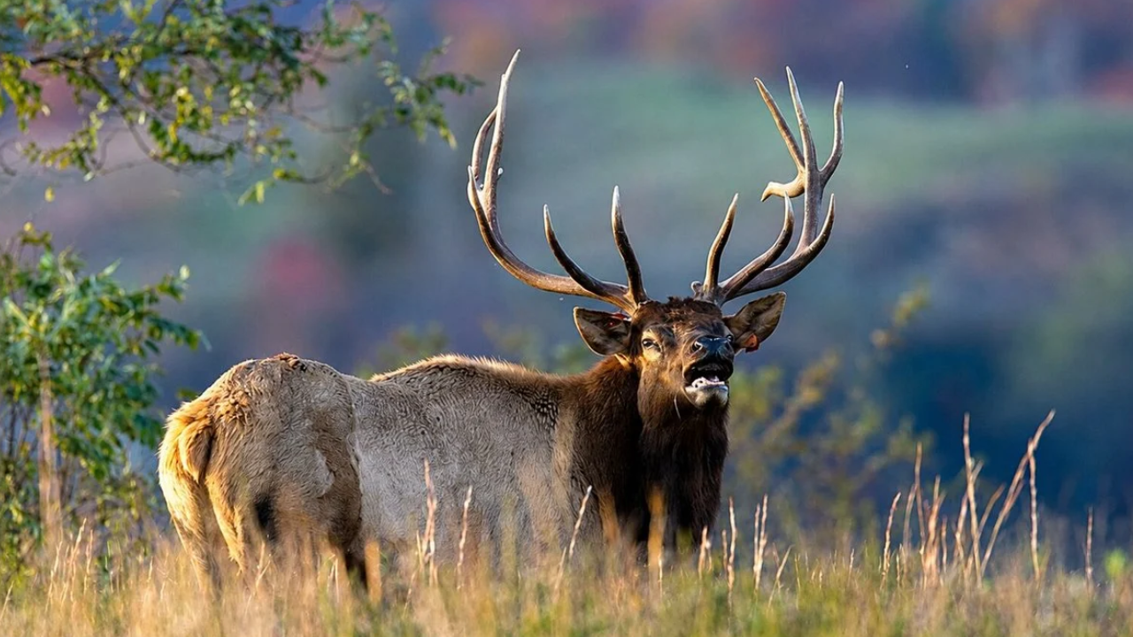 West Virginia Elk Herd Grows to 130