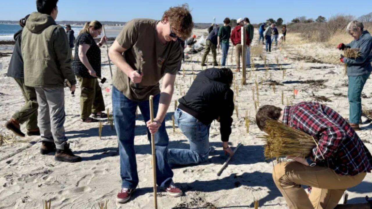 Maine Volunteers Plant 32,000 Dune Grass Stalks