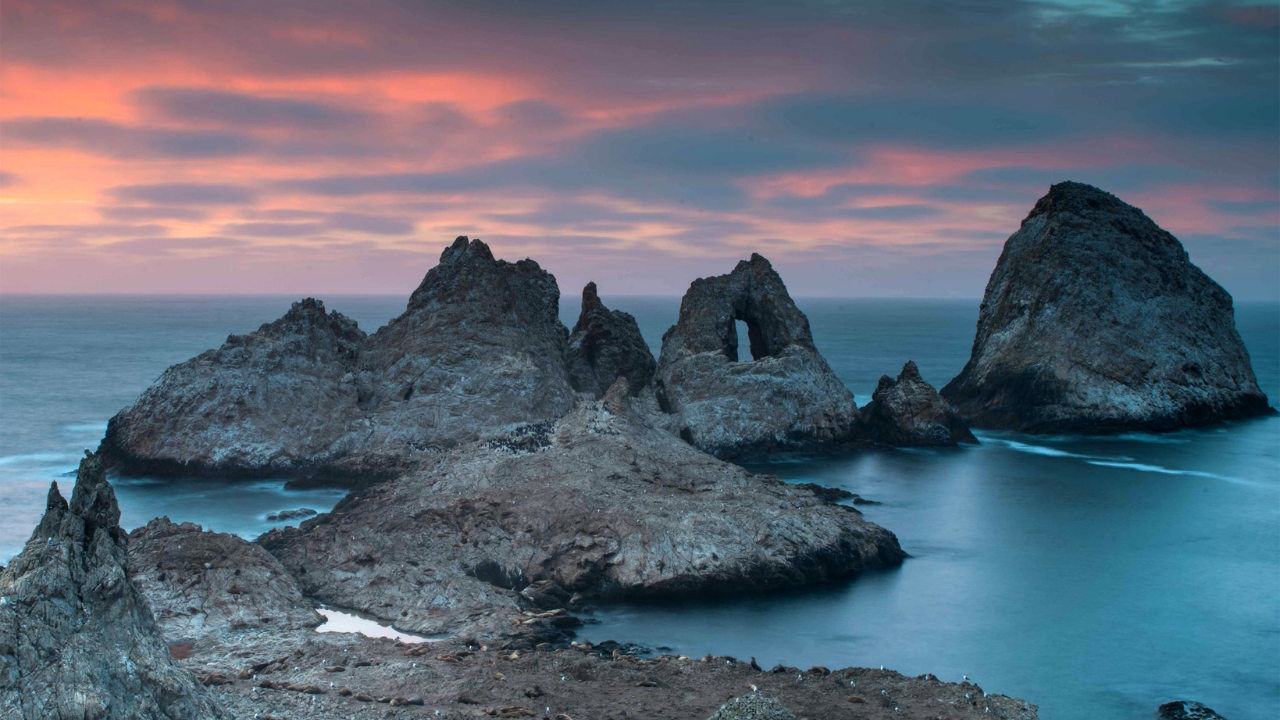 Mice Invade Farallon Islands at 1,270/hectare