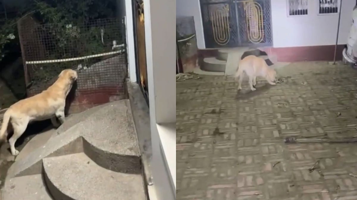 Dog Dies Saving Family From Snake In Uttar Pradesh