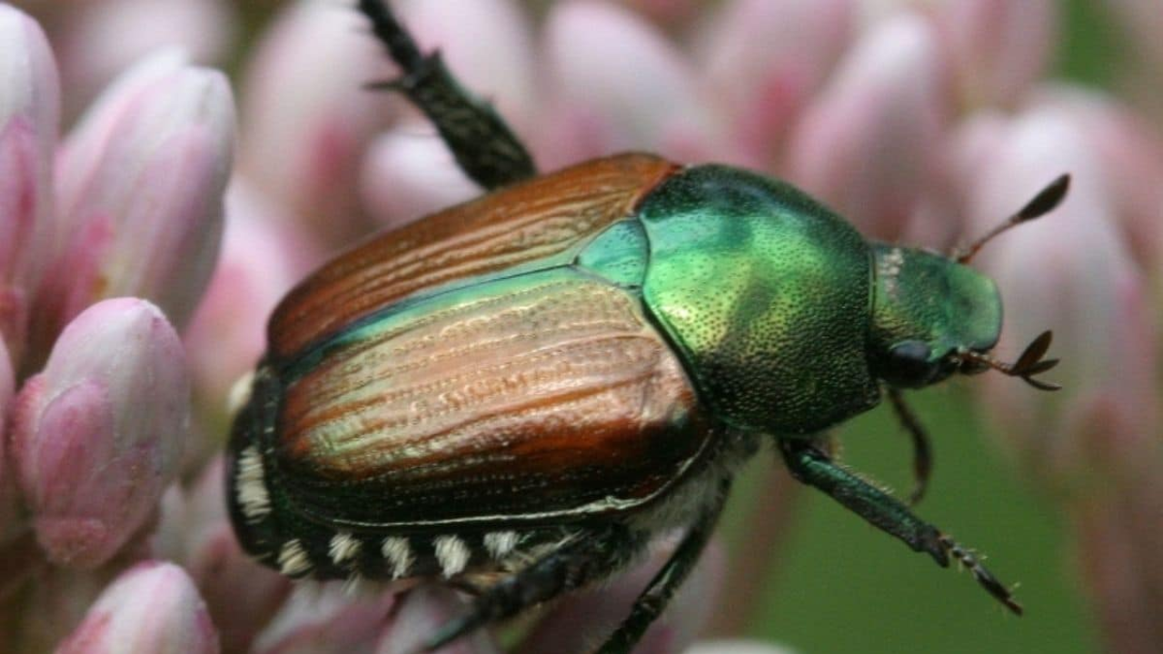 Scientists Save Black Ash Species with 22,000 Seeds