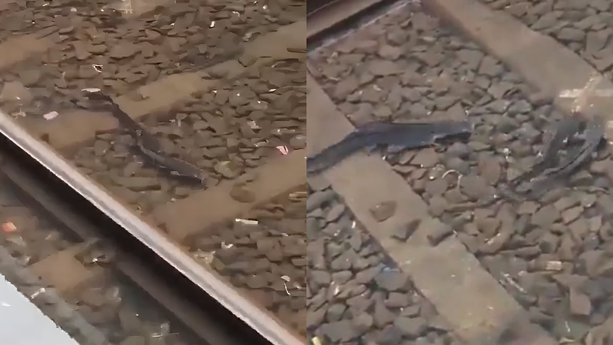 Fish Spotted Swimming On Mumbai Railway Tracks