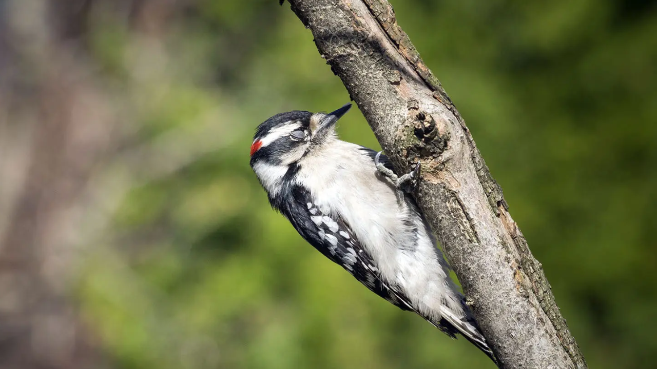 Birds' Sleep Secrets Revealed