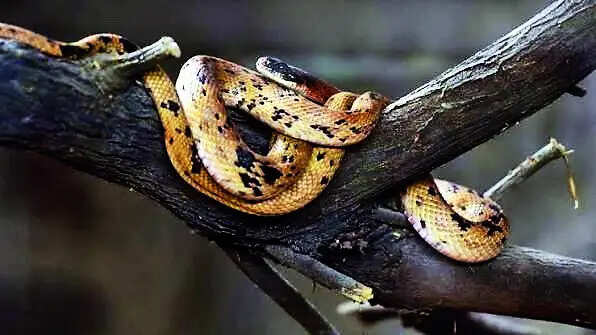 17 Arrested in Chhattisgarh Snakebite Scam