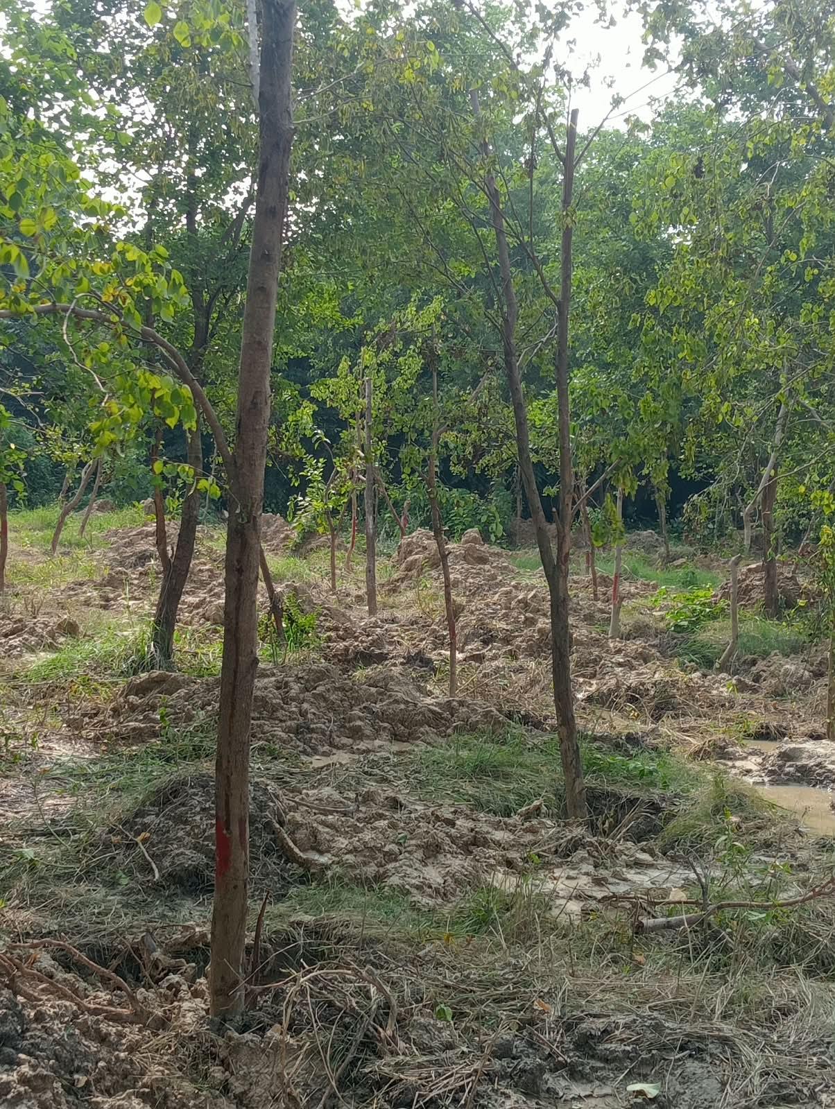 Thane Tree-Cutting Notice Challenged