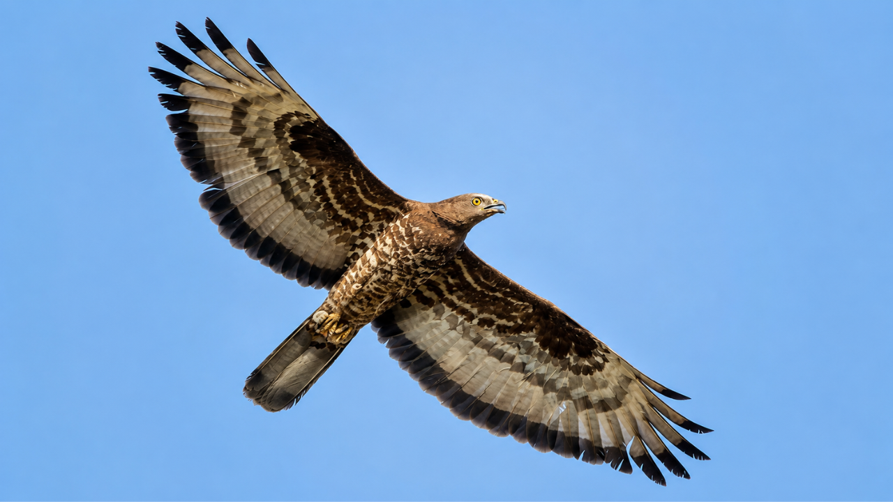Bird Flies 10,000km in 42 Days