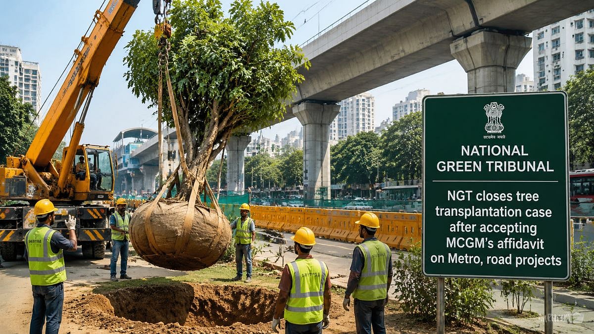 NGT Closes Mumbai Tree Transplantation Case