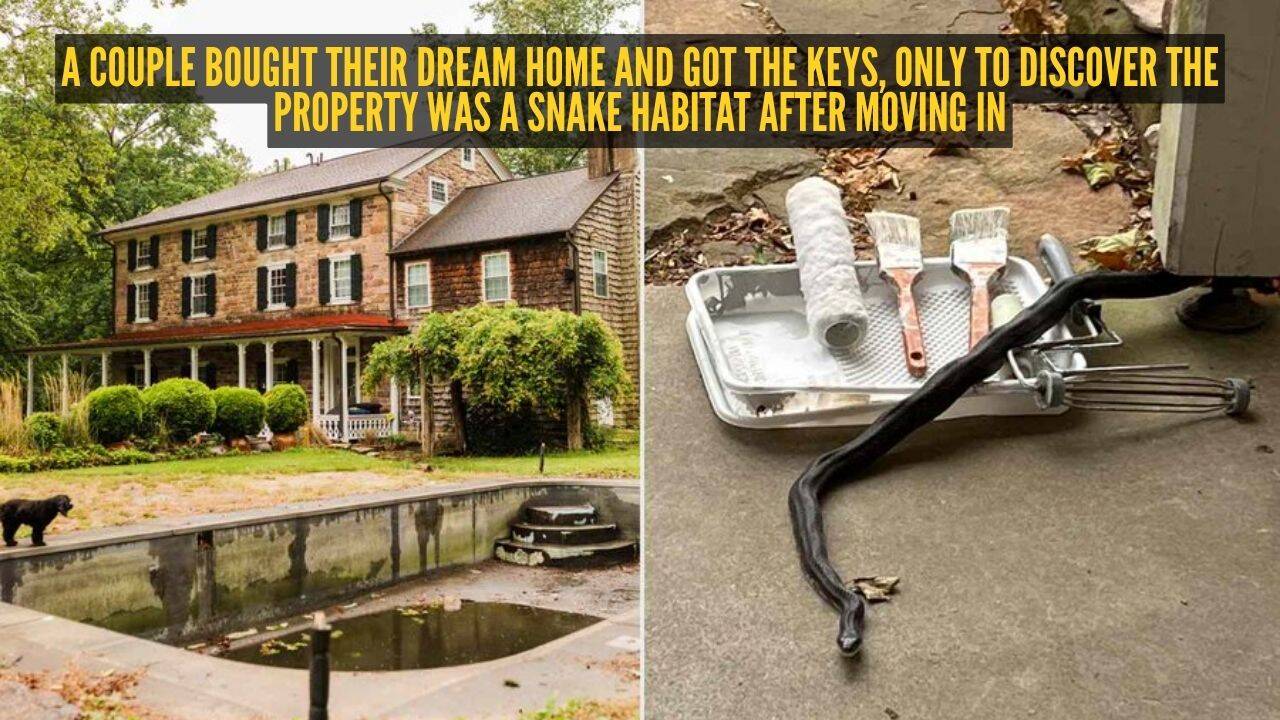 Couple Finds Snake Habitat in Dream Home