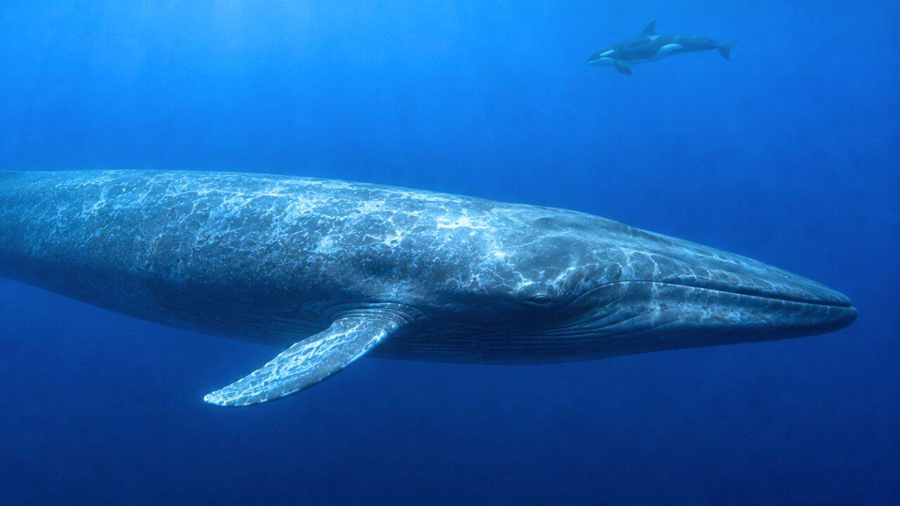 Killer Whales Struggle to Hear Blue Whales