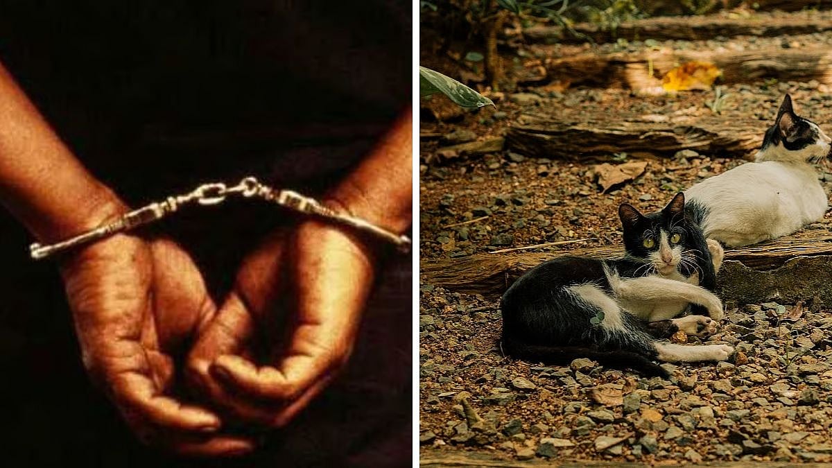 Mumbai Police Arrest Suspect in Serial Cat Killings Case