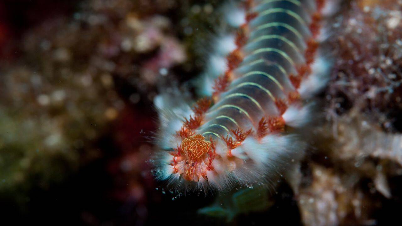 Scientists Discover Ancient Sea Worm's Mysterious Bio-Metal Jaws