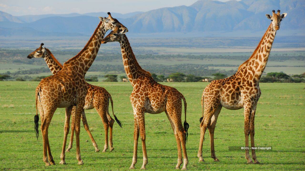 Uganda Relocates 12 Giraffes to Ajai Reserve