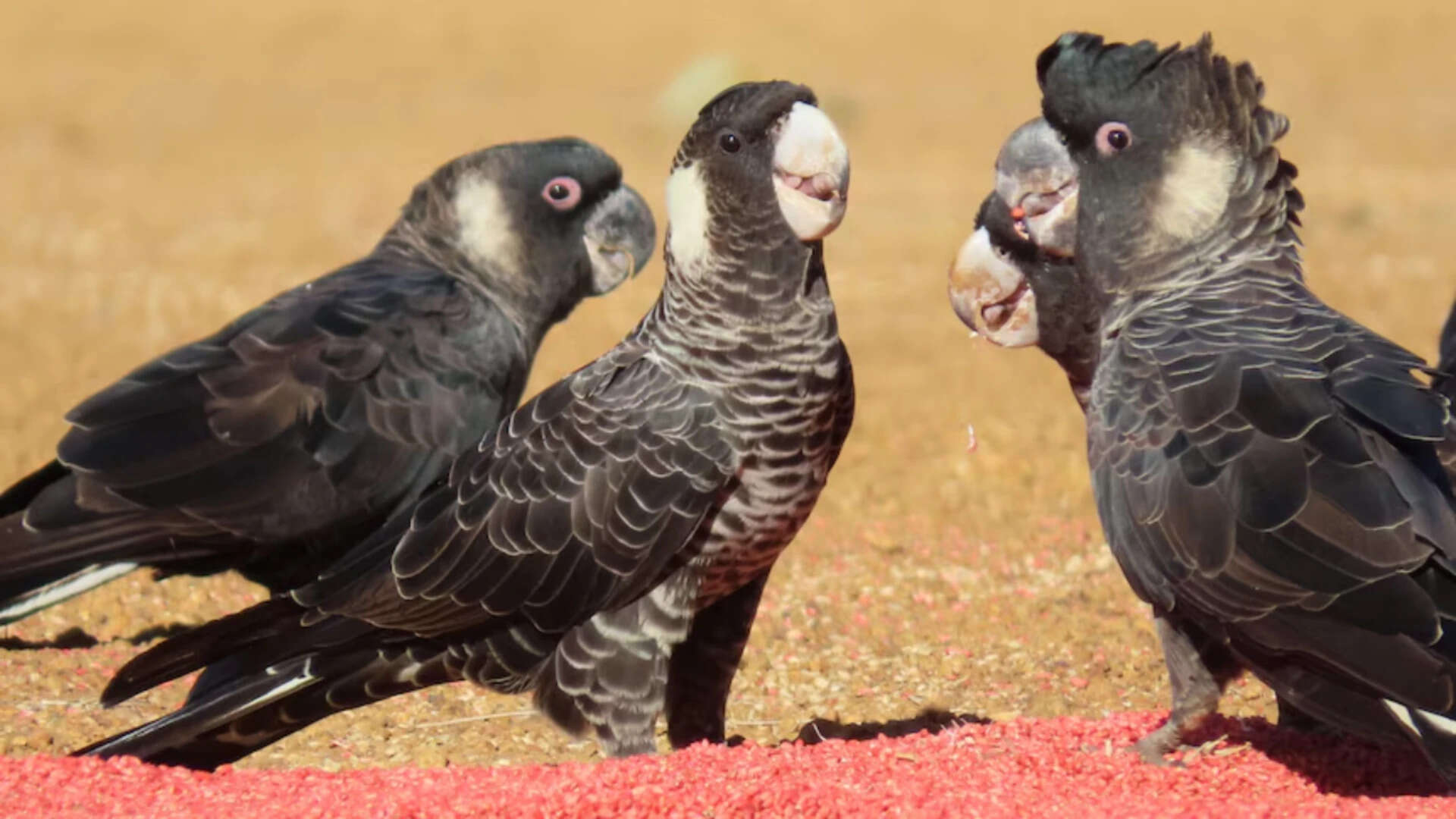 Pesticides Found in 80% of Cockatoo Food Samples