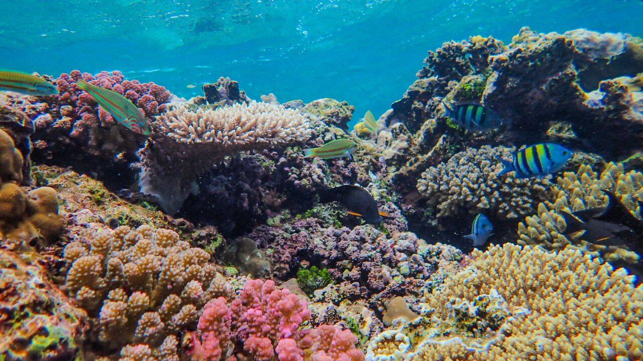 Hawaii Corals Weakened by Polluted Water