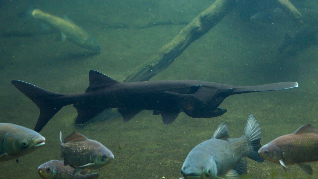 Paddlefish Caught Again After 18 Years