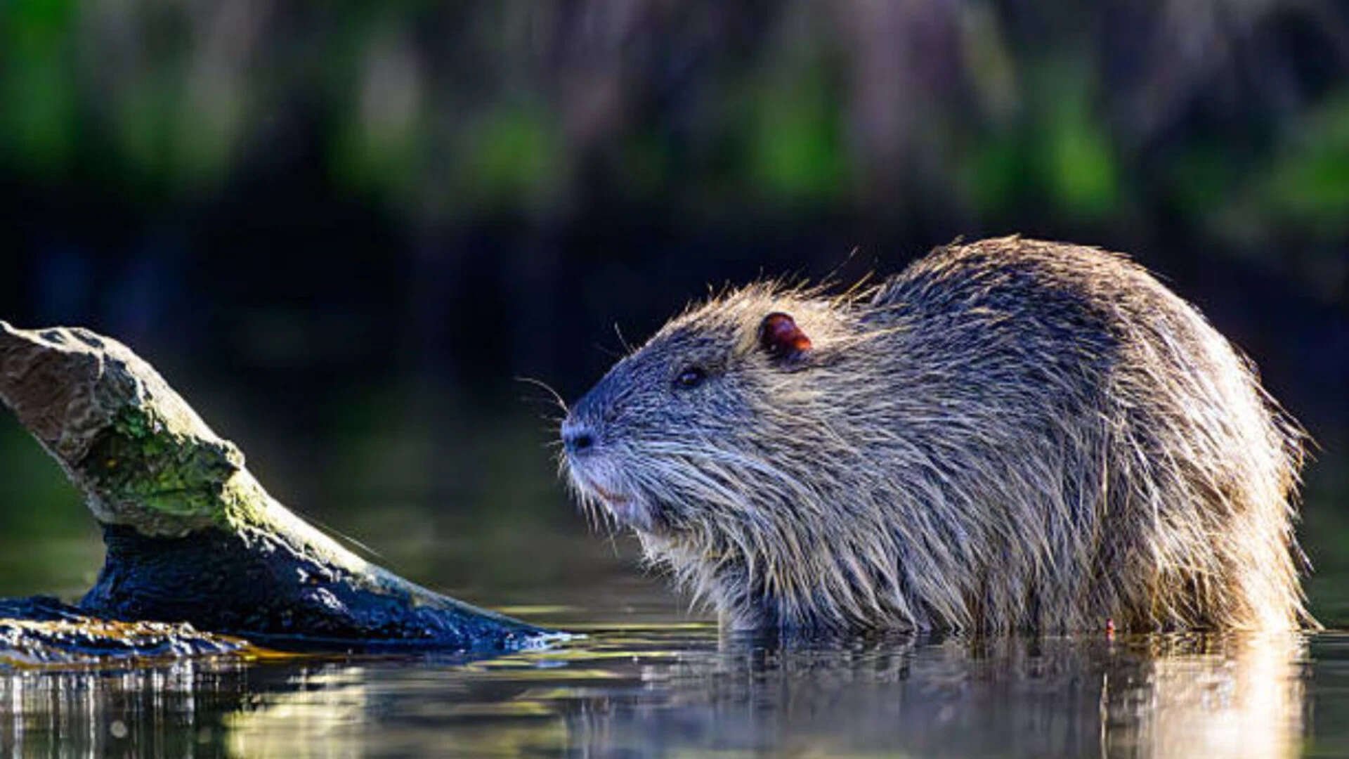 Nutria Rodents Devastate US Wetlands