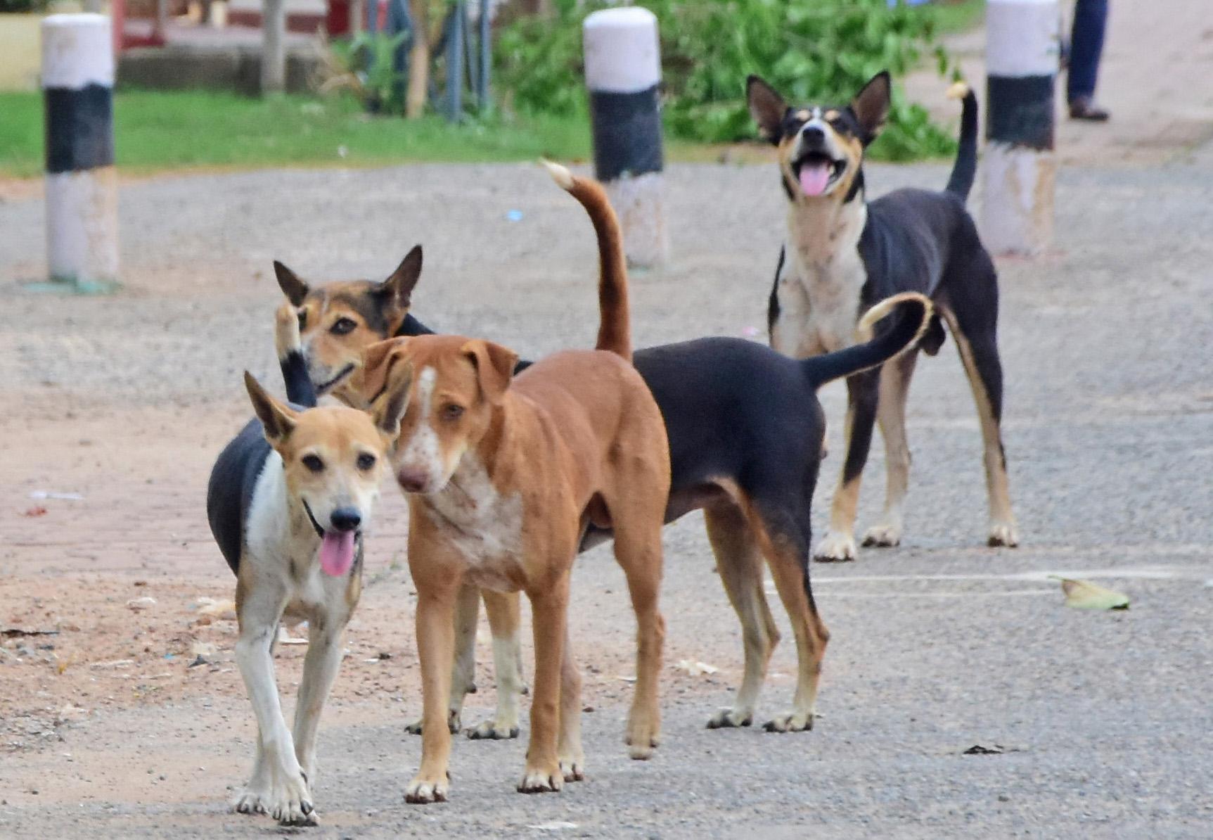 Mumbai Sees 1.54 Lakh Dog-Bite Cases in 2025