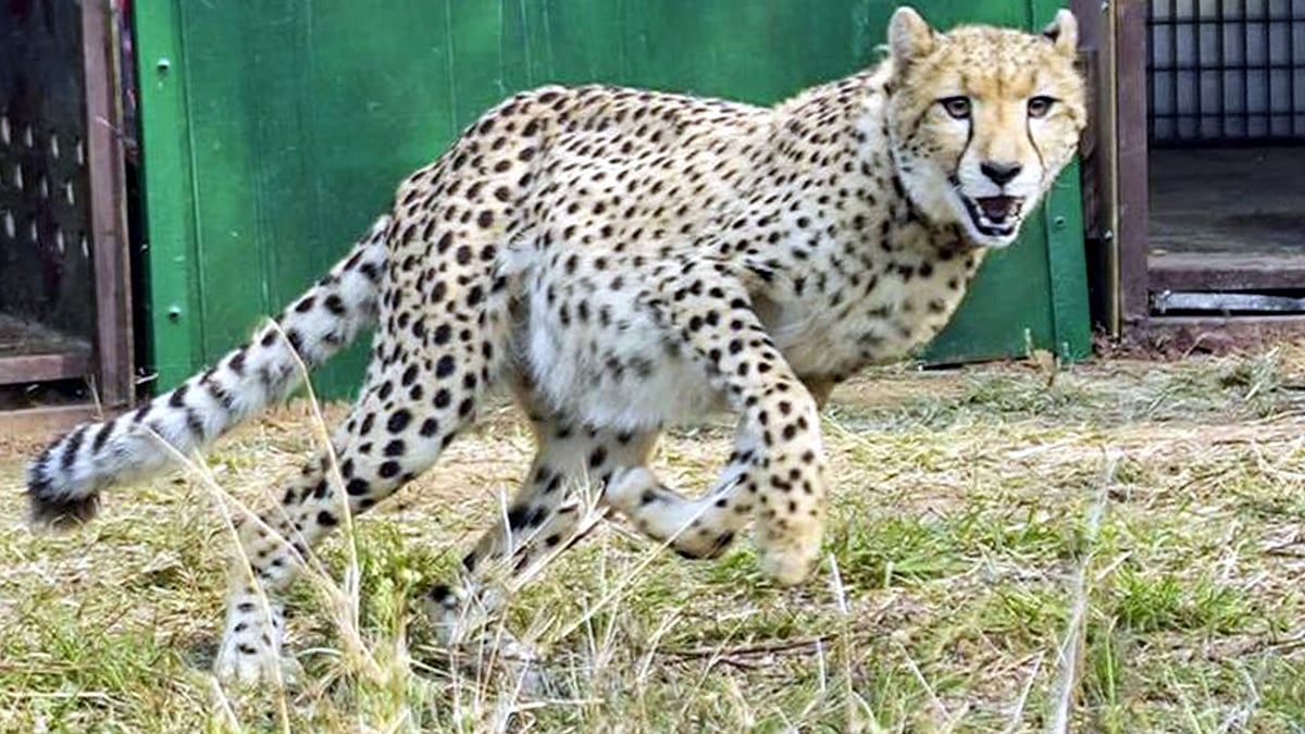 Cheetahs Await GOI Nod For Transfer To Sagar Tiger Reserve