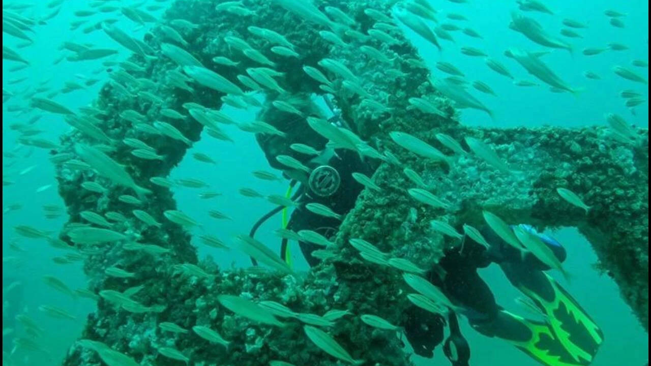 Florida Underwater Sculpture Garden Thrives