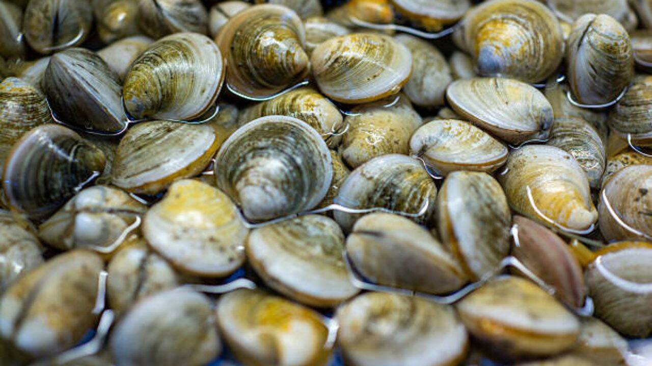 Florida Scientists Restore Clam Population