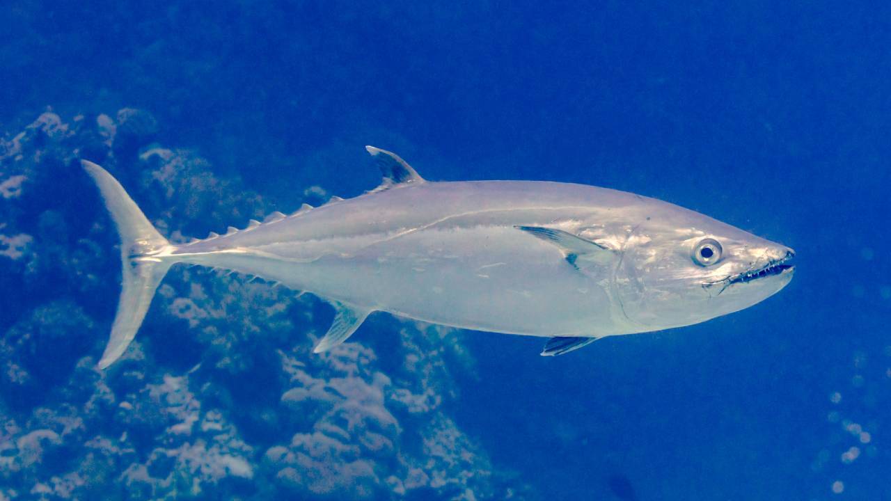 Tuna Evolution Unlinked to Dinosaur Extinction