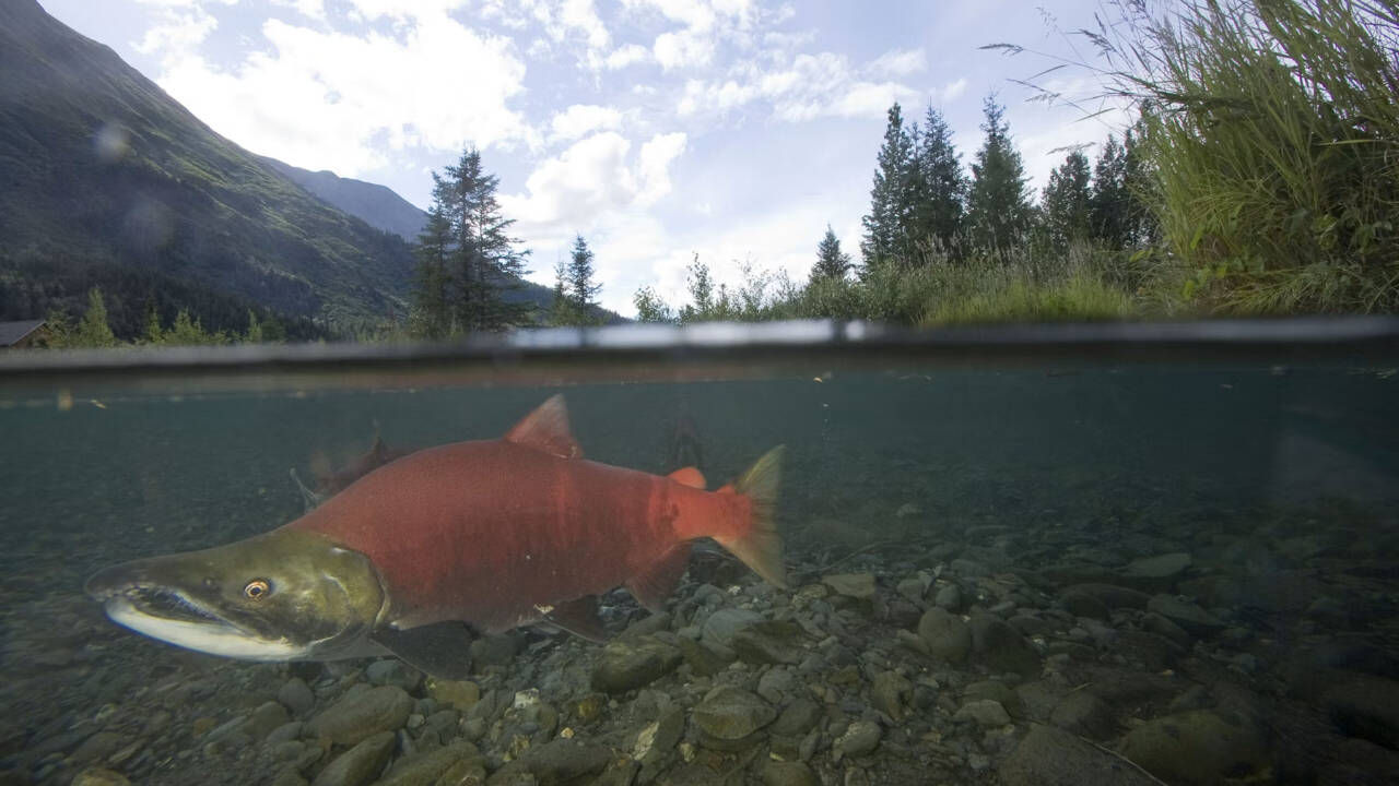Alaska Rebuilds Damaged Creek, Salmon Runs Increase Six-Fold